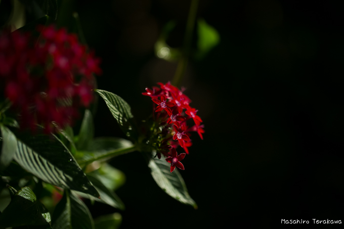 miyakojima-wedding-okinawa-30